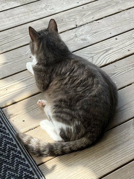 Grå och vit katt sedd uppifrån som sitter på en trätrall vid sidan av en matta.