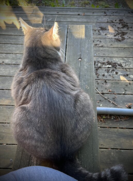 Grå katt som sitter på en trätrall framför en person, ryggtavla mot kameran.