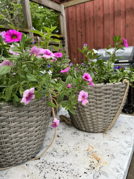 Två amplar med blommande petunior på ett bord, jord spilld, röd trävägg i bakgrunden.