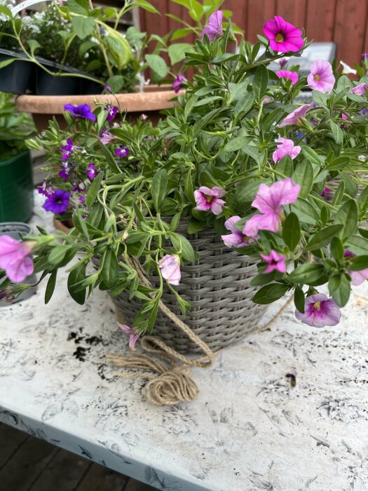 Hängande korg med rosa och lila petunior redo att planteras, placerad på ett smutsigt bord.