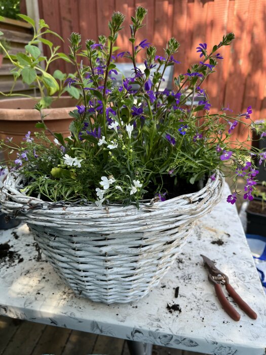 Vit flätad korg med nyplanterade lila och vita blommor på ett smutsigt trädgårdsbord.
