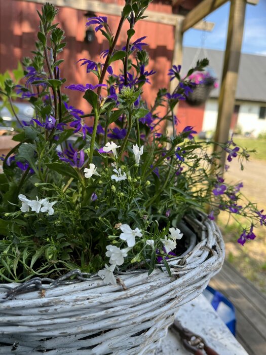 Närbild på planterade blommor i en vitmålad korg, med ytterligare blomkorgar i bakgrunden.