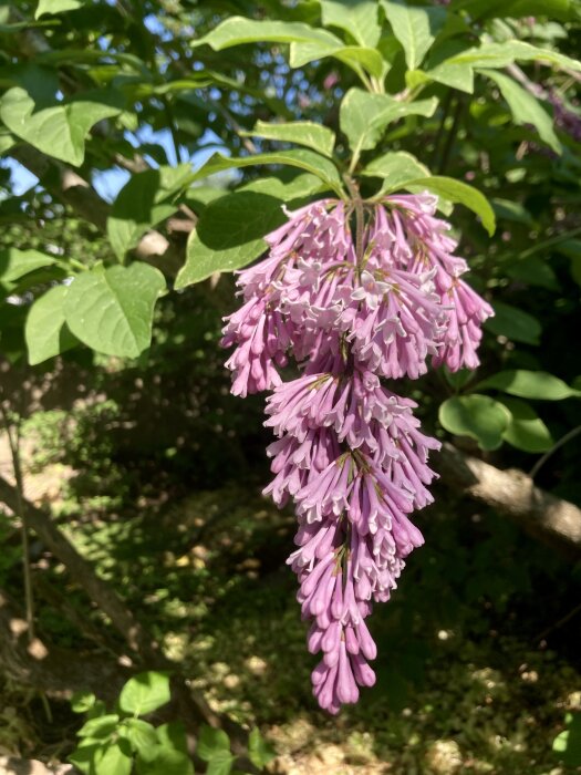 Blommande ungersk syren med lila blommor hängande från en gren omgiven av gröna blad.