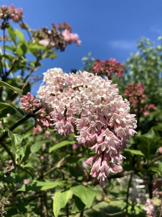 Blommande ungersk syren i förgrunden med rosa och vit färg mot en klarblå himmel.