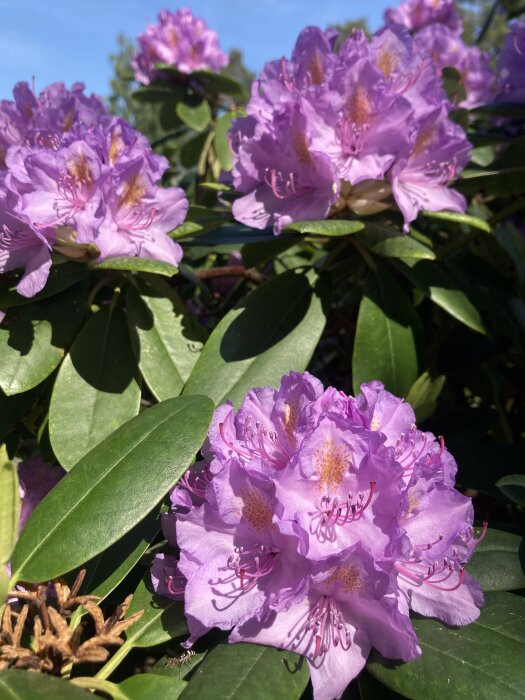 Blommande lila rhododendron med synliga ståndare och gröna blad i solsken.