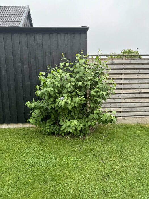 Syrenbuske framför svart staket och träpanel, före grävning och plantering av koppartunna.