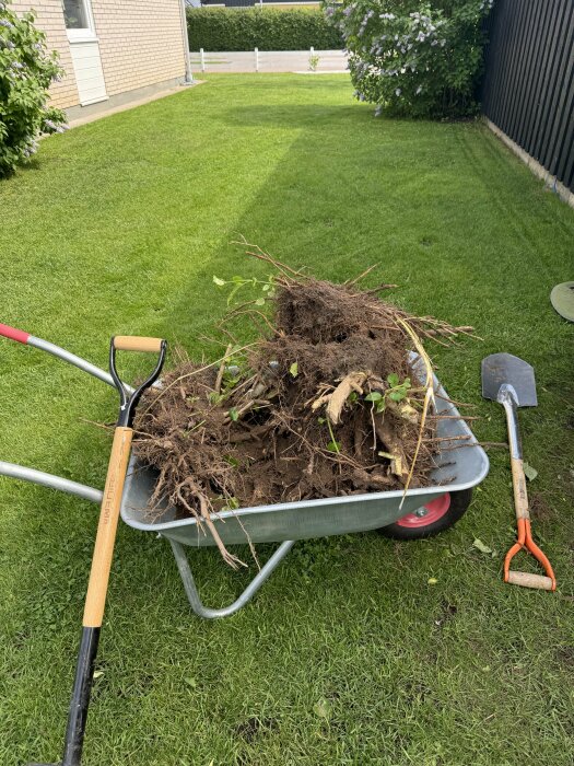 En skottkärra full av grävda syrenrötter på en välklippt gräsmatta, bredvid en spade och en ogräshacka.