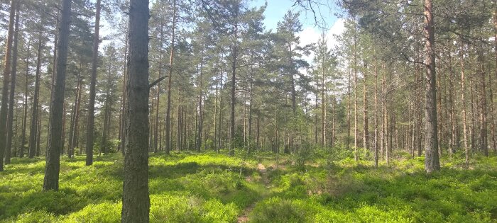 En solig glänta med höga tallar och grön undervegetation i en skog.