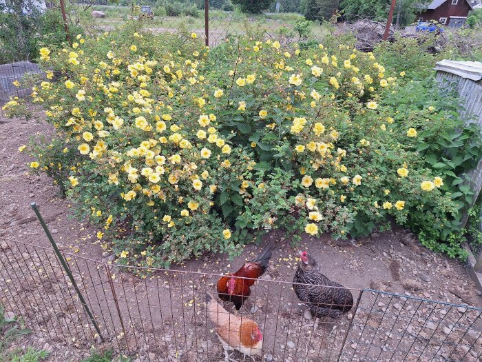 Häck av gula rosor med utslagna blommor, med höns framför ett stängsel.