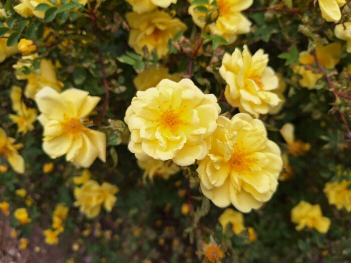 Gula rosor i full blom, liknar Harrison's Yellow, bland gröna blad och överblommade knoppar.