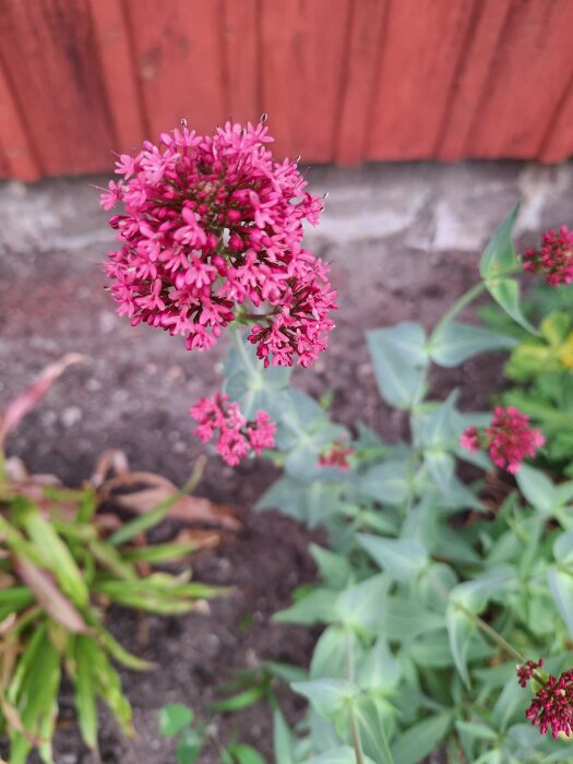 Röda blommor i förgrunden med outredda rosarter mot en röd trävägg och suddig gröna växter.