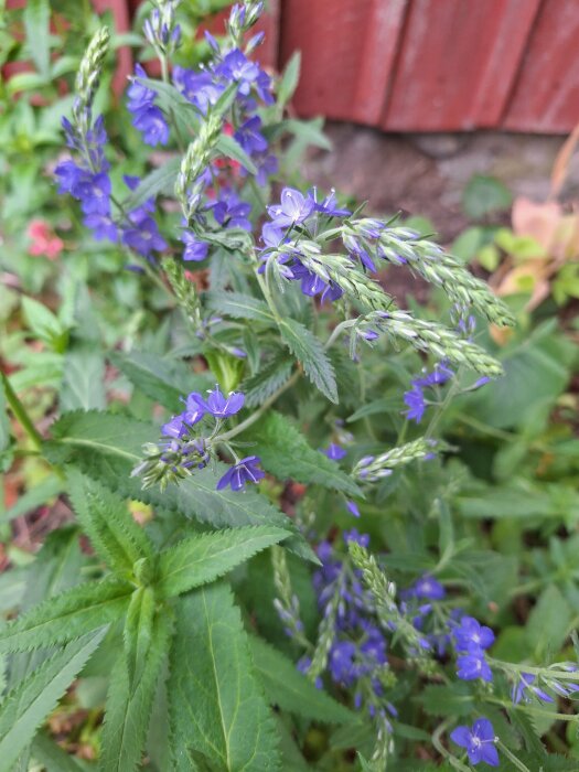 Blå veronikaliknande blommor med gröna blad nära en röd trävägg.