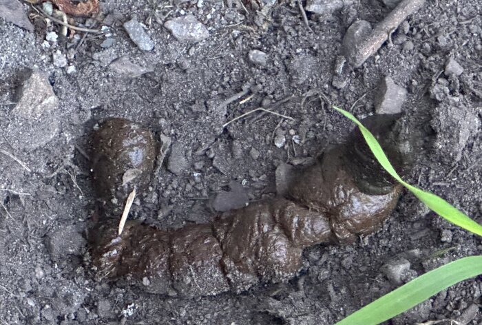 Stor spillning på marken vid en grävd håla, liknar en stor hunds avföring i dagsljus.