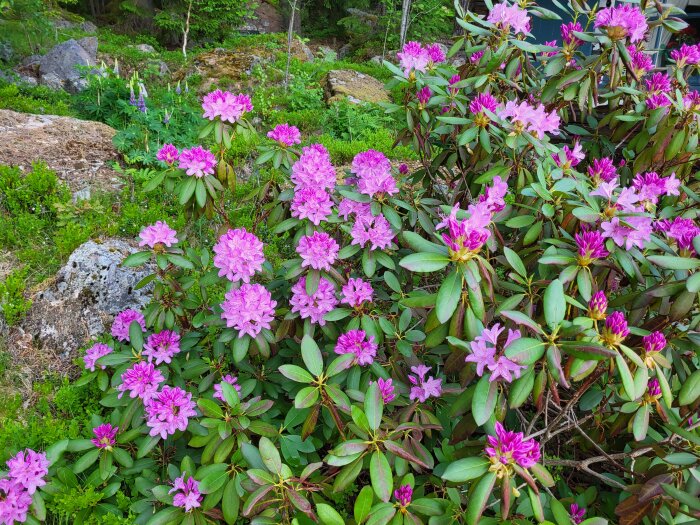 Blommande lila rhododendronbuskar i en trädgård vid ett fritidshus.