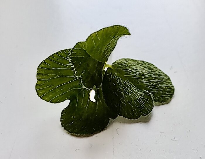 Tre gröna blad av en växt på en vit yta.