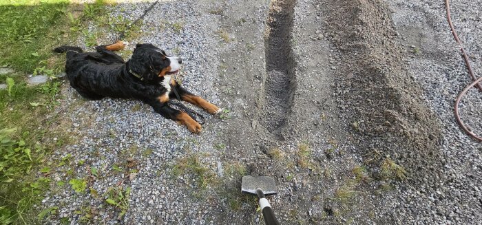 Grävd schakt i grus för nedläggning av vattenrör, med en Berner Sennenhund som ligger bredvid.