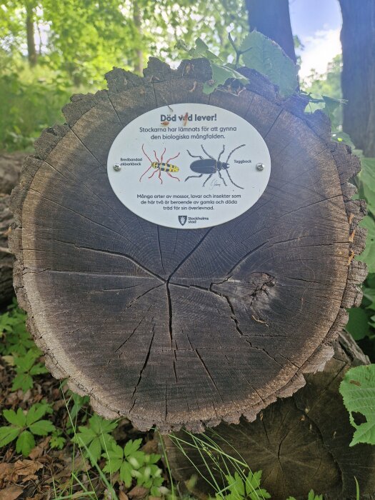 Informationskylt på trädstub ute i skog med text om död ved och dess betydelse för biologisk mångfald.