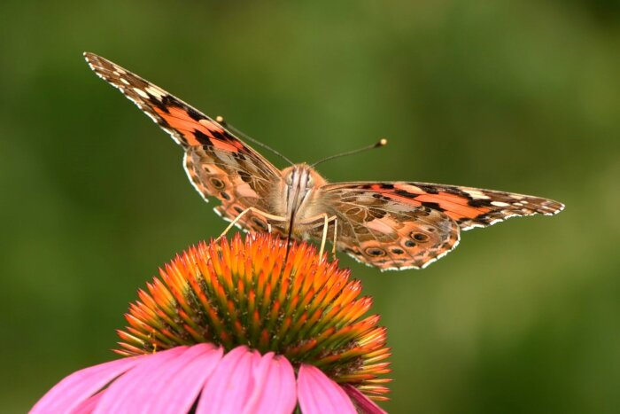 Tistelfjäril med utbredda vingar sitter på orange och rosa blomma, tagna år 2019.