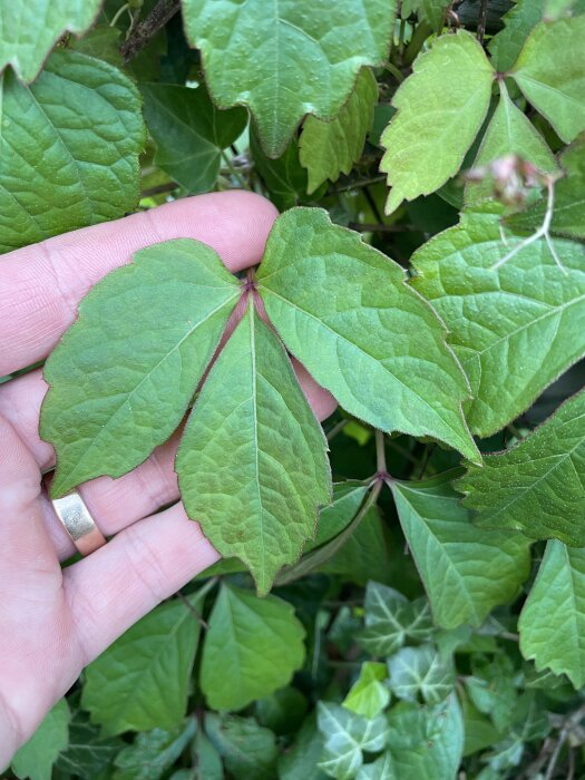 Hand håller ett grönt löv för identifiering mot en bakgrund av buskage.