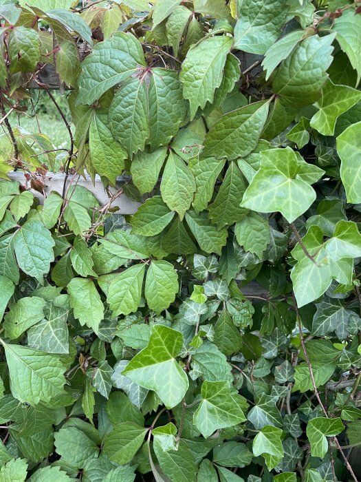 Täta gröna löv av murgröna och en annan växt vid en trädgårdsstaket.