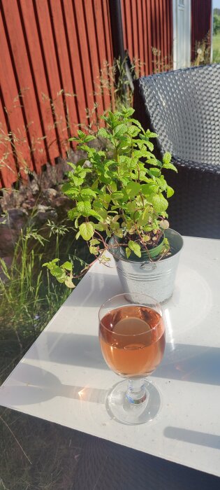 Ett glas rosévin på ett vitt bord tillsammans med en kruka med gröna växter, utomhus vid solnedgång.