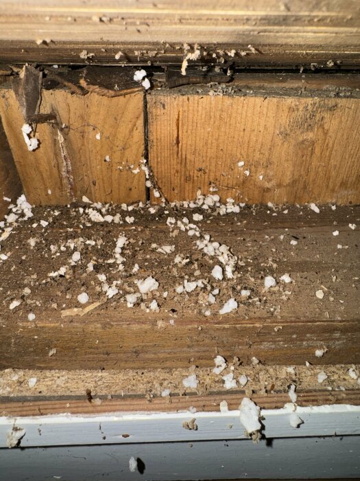 Hål och skador i trä med spån och en insekt, tecken på möjliga träskadeinsekter i hus.