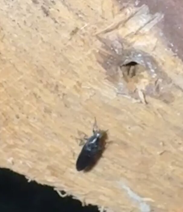 Myra nära ett hål i trä, indikerar eventuell skada eller bo på träytan.
