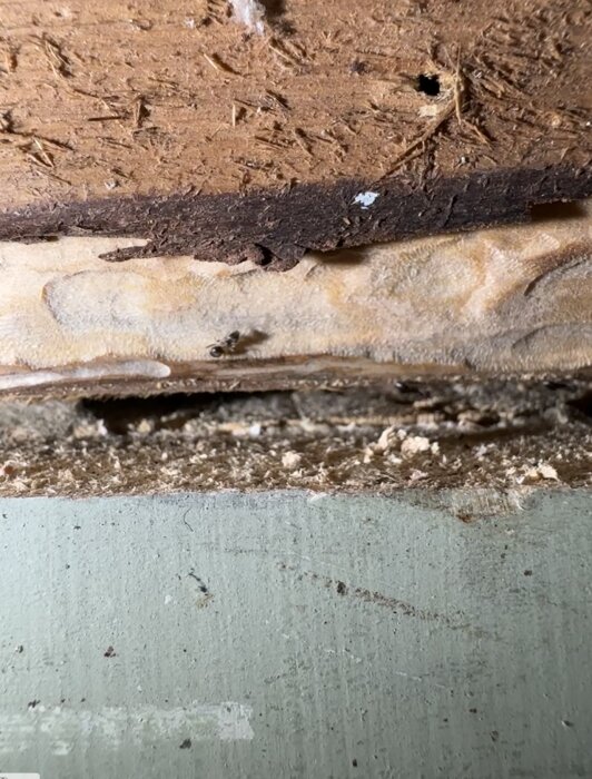 Skadat trä med myror på byggnadskonstruktion, synliga tecken på skadedjur.