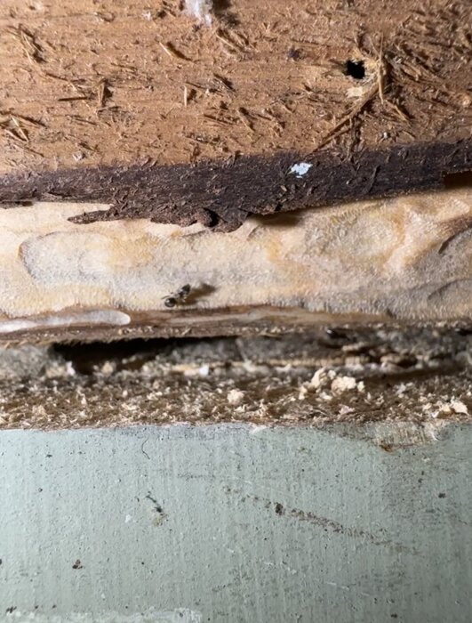 Närbild på skadat trä med synliga myror och spår av myraktivitet.
