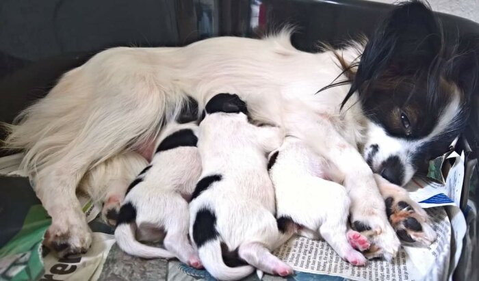 En papillonhund ammar sina nyfödda valpar liggandes på tidningar.