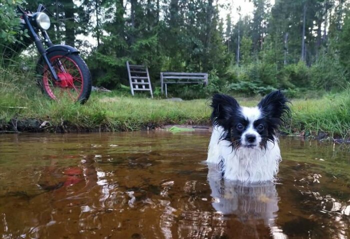 En liten hund står i klart vatten i skogsmiljö, med en röd cykel och träbänk i bakgrunden.