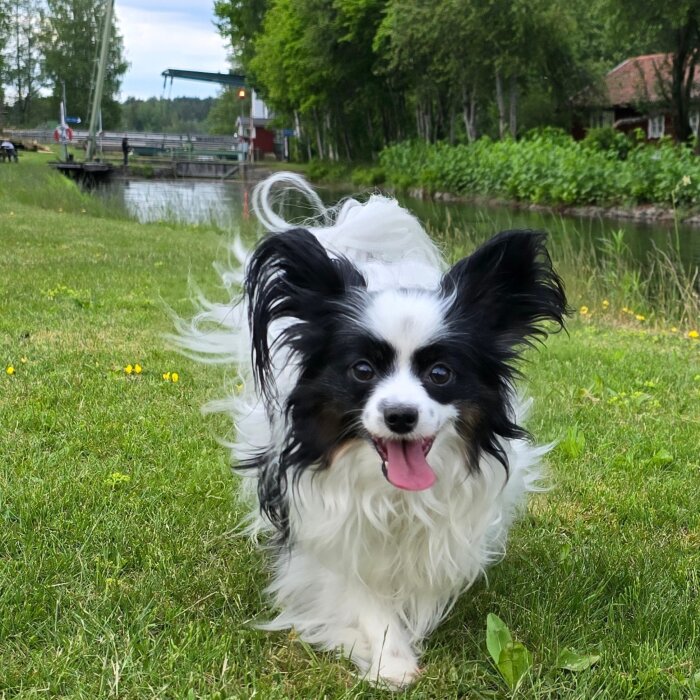 Glad papillonhund springer i gräset med ett brokigt landskap och en sluss i bakgrunden.