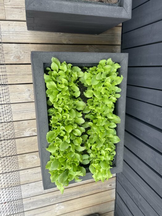 Odlingslåda med frodig sallad placerad på en trall, med skyddande skobricka under.