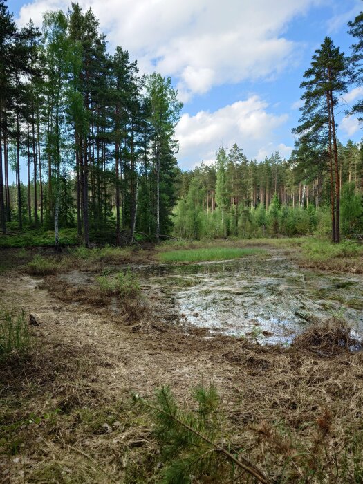 Skogsmark med gräs, träd och en liten blöt myr under en molnig himmel.