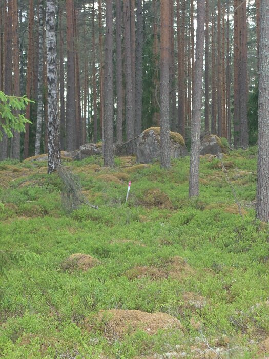 Tallskog med mossa och klippblock, uppmarksamt grön vegetation på marken.