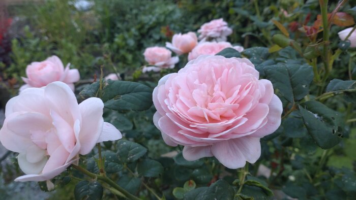 Queen of Sweden" rosor i olika blomstningsstadier, ljusrosa kronblad med gröna blad och suddig bakgrund.