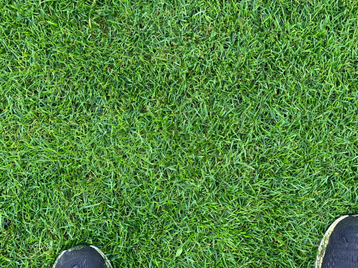 Välskött grön gräsmatta med synliga skor i bildens nedre kant.