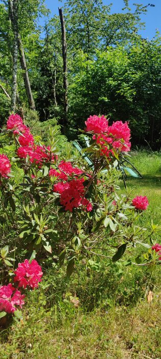 Ljusa buske med klarröda rhododendronblommor i ett soligt trädgård med gröna träd och gräs i bakgrunden.