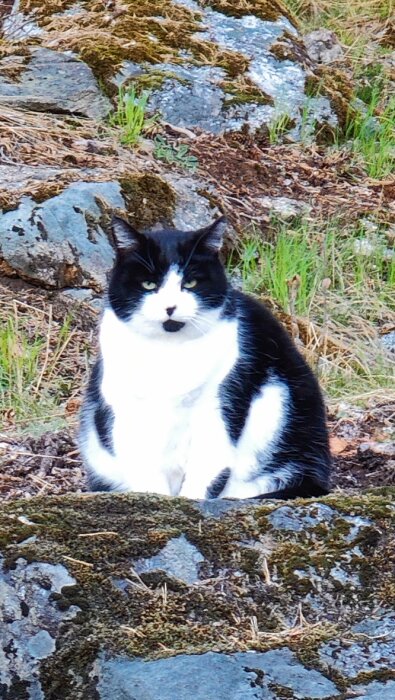 Svartvit katt med missnöjt uttryck sitter på en stenig mark omgiven av mossa.