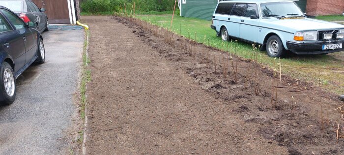 Nyplanterade syrénplantor i en nyligen jämnad och sådd bakgård.