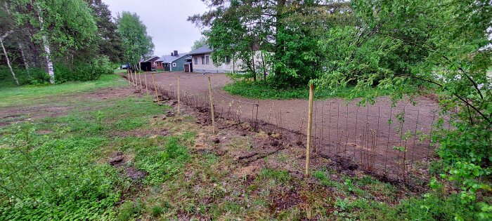 Nyjämnad bakgård med nyplanterade syrénplantor längs ett staket, ojämn jord och hus i bakgrunden.