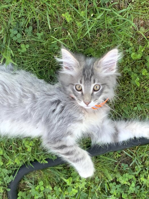 Liten kattunge med stora öron och grå päls ligger på gräsmatta, en blandning av Norsk skogskatt och Maine Coon.