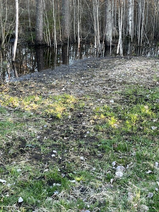 Gräsmatta med vattensamling vid kanten nära en skogsdunge.