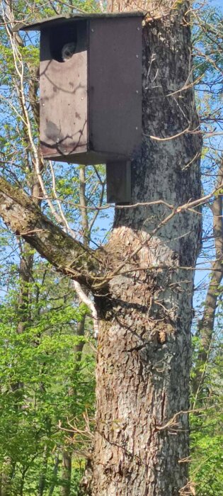 Fågelholk monterad på trädstam omgiven av gröna blad och grenar under klar himmel.