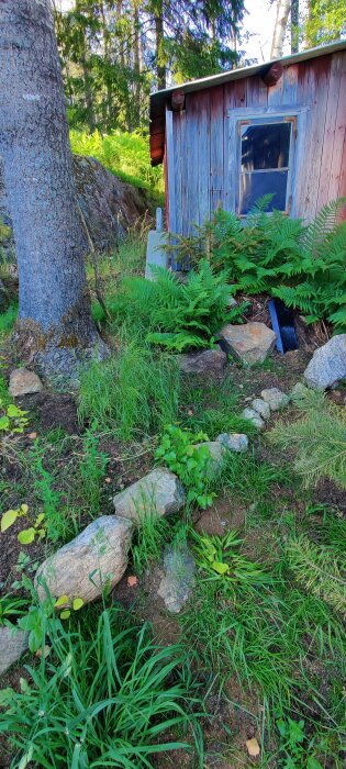 Trädgård i omformning med stenar, mossa och växter nära en blå färgad träbyggnad och skog i bakgrunden.