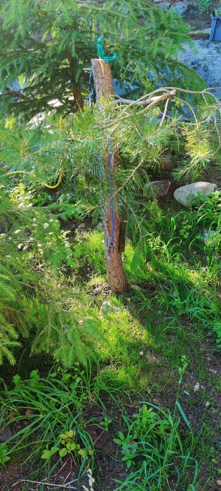 Trädgårdsområde med sluttande berg, grönska och stenar, nyligen rensat från rötter och mossa.