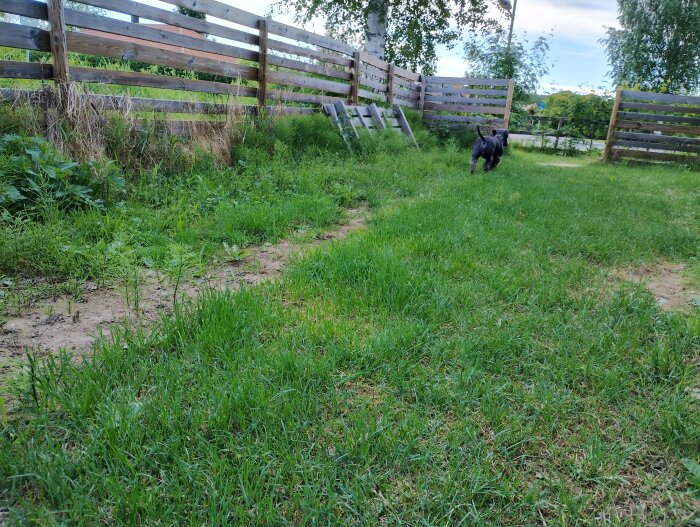 Vildvuxen gräsmatta med ojämnt gräs och en svart hund som vandrar längs en trång passage, omgiven av trästaket och grönska.