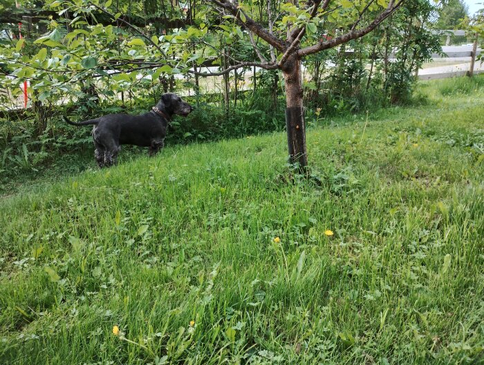 Vildvuxen gräsmatta med ojämnheter och en hund mellan buskar och ett träd.