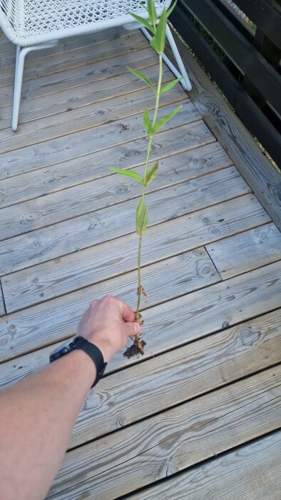 Hand som håller en okänd grön planta med rötter framför trätrall, fråga om det är dunört.