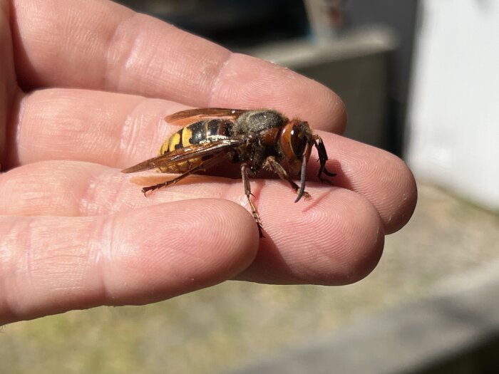 En stor geting som sitter på någons fingertoppar utomhus i solljus.